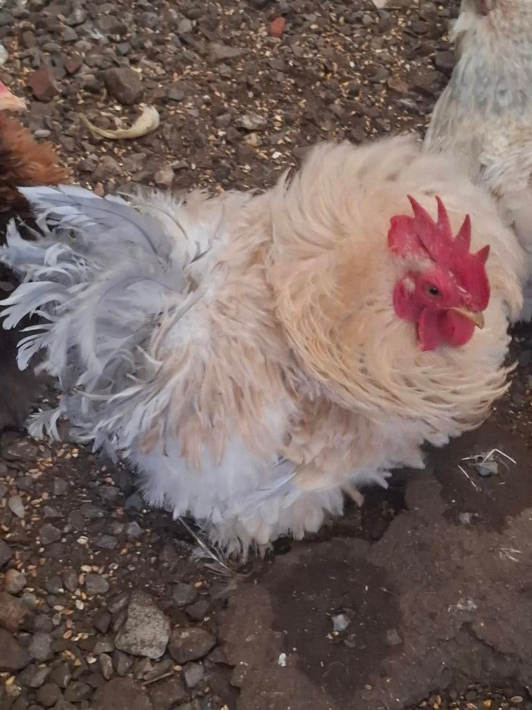 Broedeieren cochin isabel, Sexe inconnu, Poule ou poulet