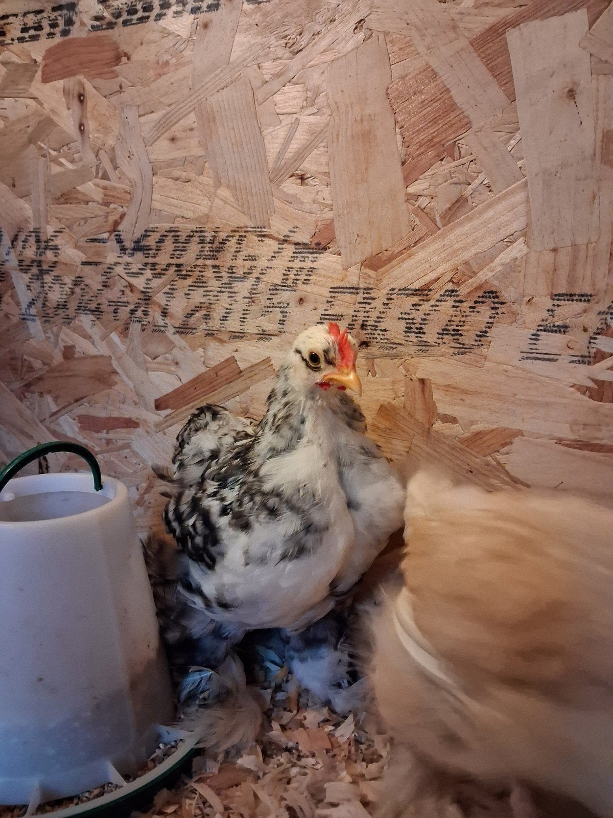 Cochin Kriel, Dieren en Toebehoren, Pluimvee, Geslacht onbekend, Kip