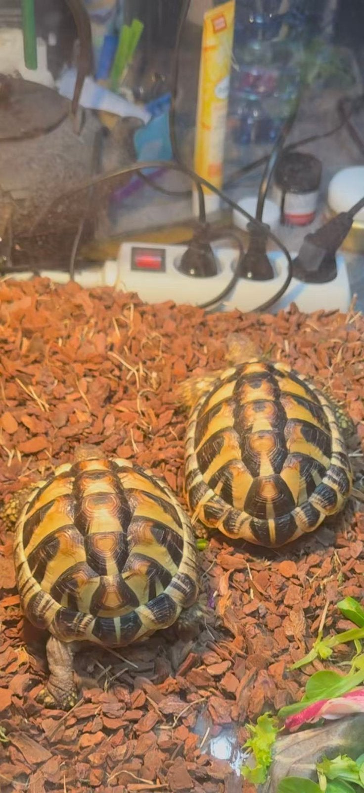 Mediterrane landschildpadden, Animaux & Accessoires, Reptiles & Amphibiens, Tortue, 3 à 6 ans