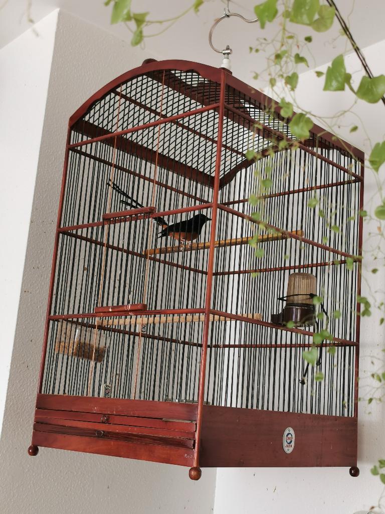 Schama lister man, Dieren en Toebehoren, Vogels | Overige Vogels, Tropenvogel, Geringd