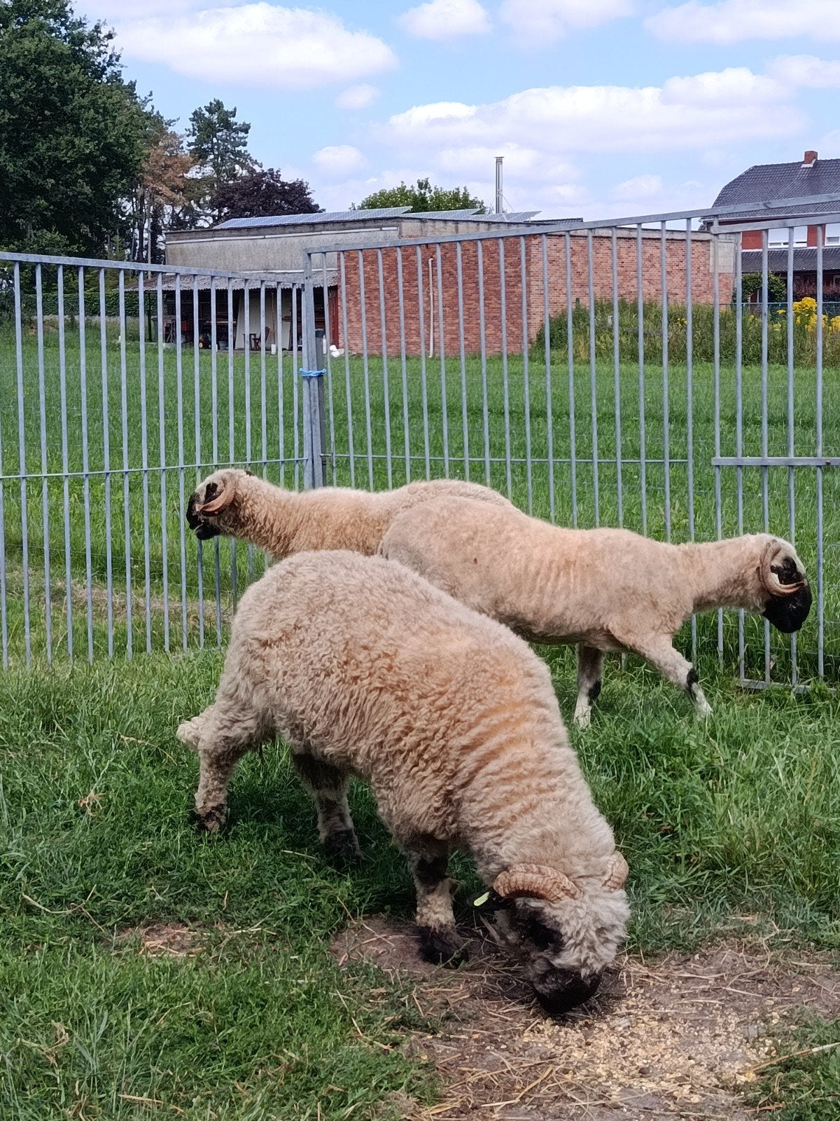 Wallisser schwarznase schapen, Dieren en Toebehoren, Schapen, Geiten en Varkens