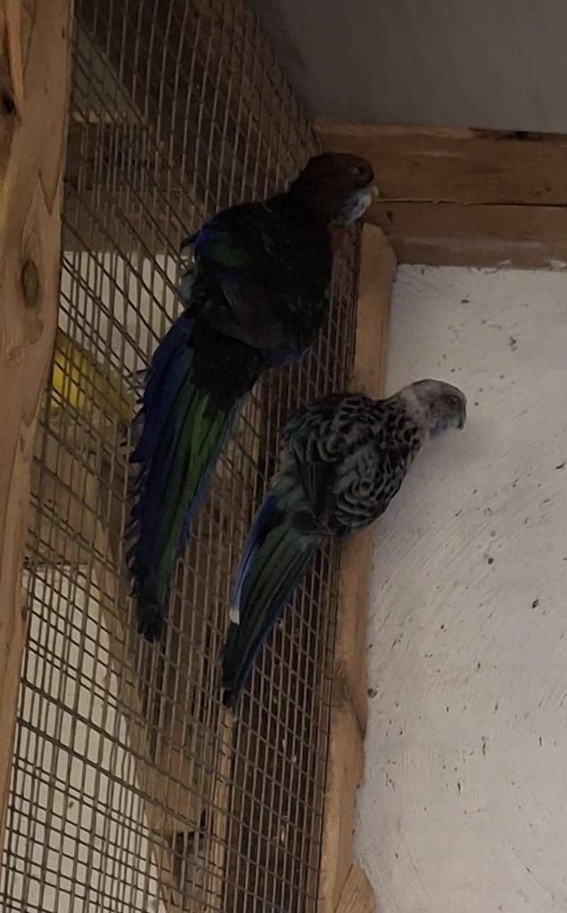 Rosella's, Parkiet, Geringd