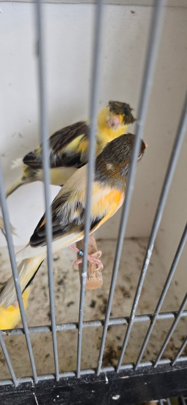 kanarie  كناري, Animaux & Accessoires, Oiseaux | Canaris