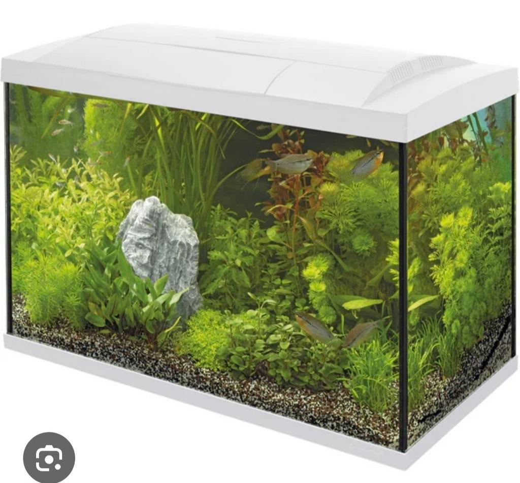 Aquarium blanc 60l SuperFish avec lumière et pompe, Enlèvement