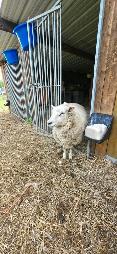 2 1-jarige vrouwen, Dieren en Toebehoren, Overige Dieren, April, Vrouwelijk