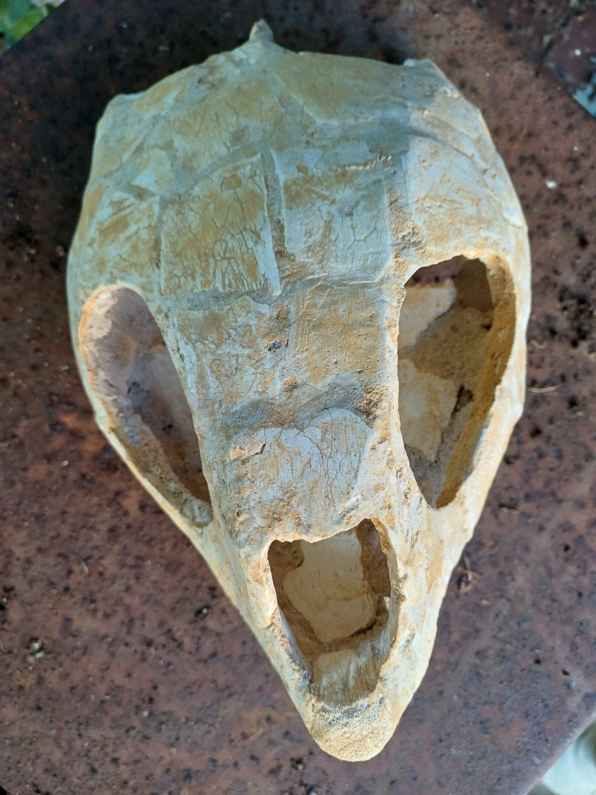 crâne de tortue fossile, Collections, Enlèvement ou Envoi, Fossile