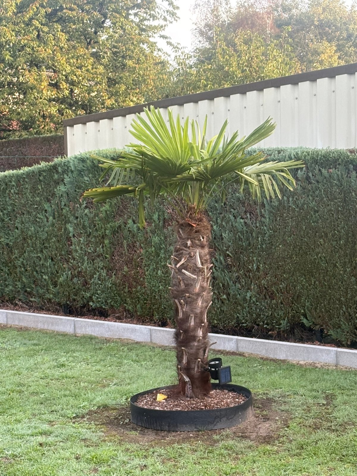 Winterharde palmboom 120 cm, Tuin en Terras, Ophalen, Palmboom