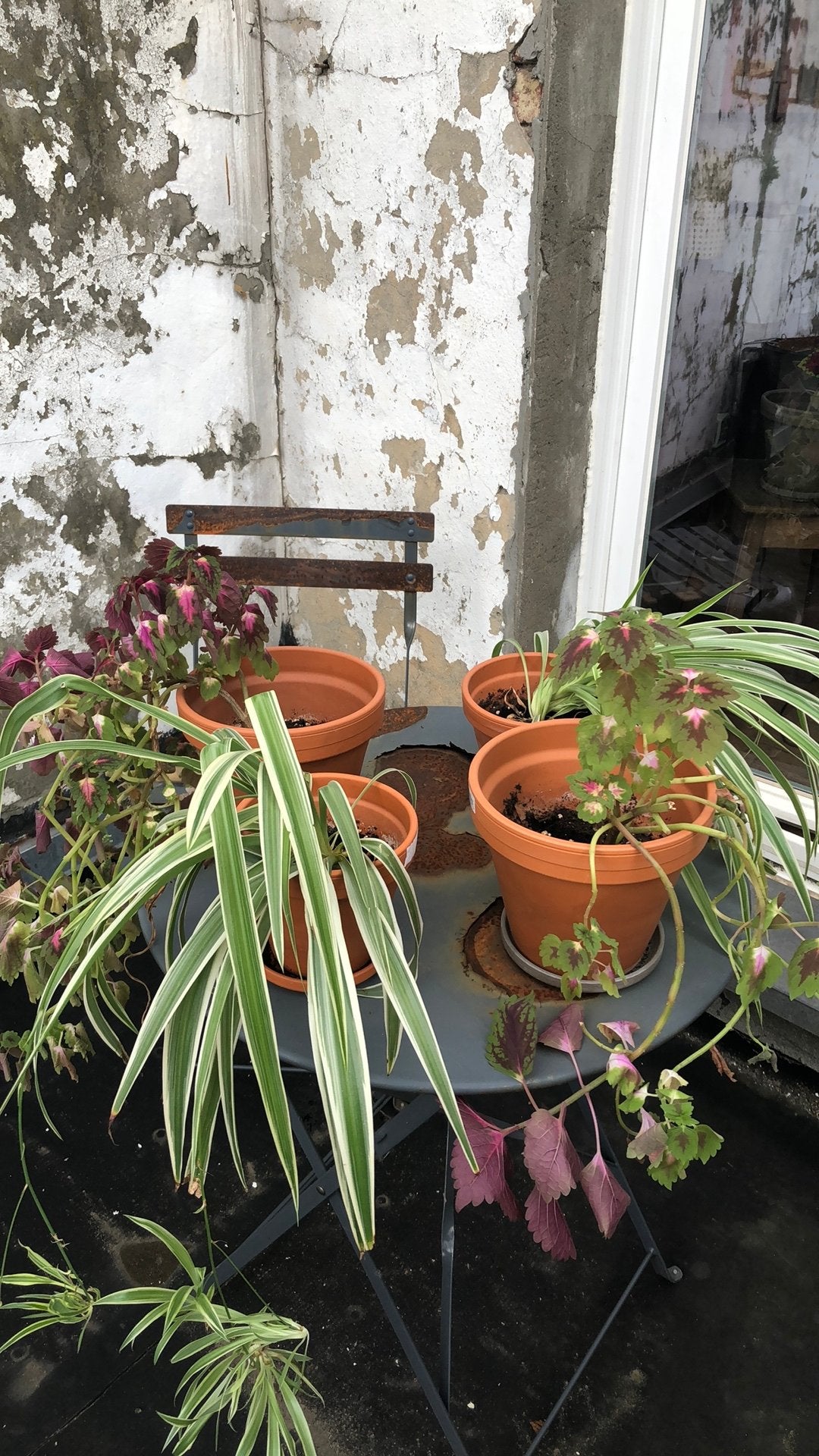 Plantes à donner, Enlèvement