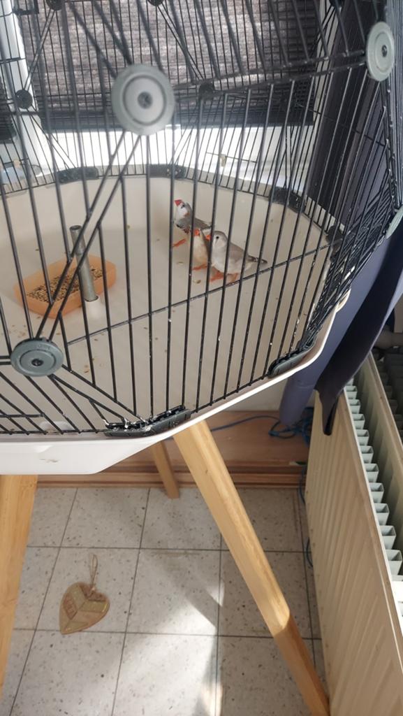 2 koppels heel mooie  zebravinken 30 euro kweekklaar, Dieren en Toebehoren, Vogels | Kanaries