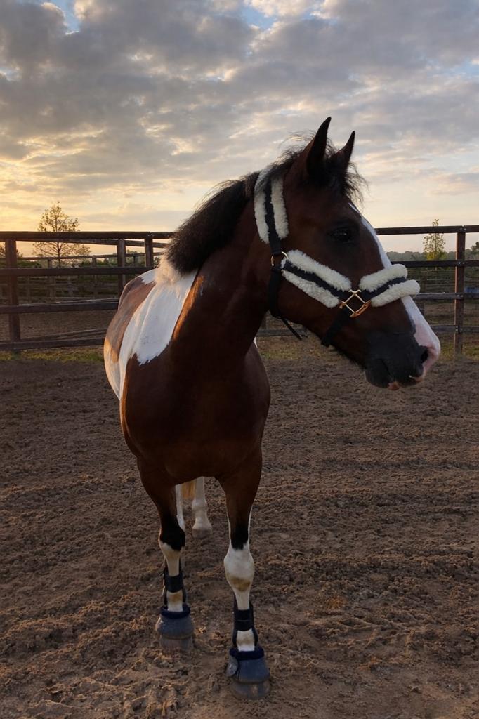 Top D pony, Dieren en Toebehoren, Paarden, Springpaard, Minder dan 160 cm, Ruin, 3 tot 6 jaar