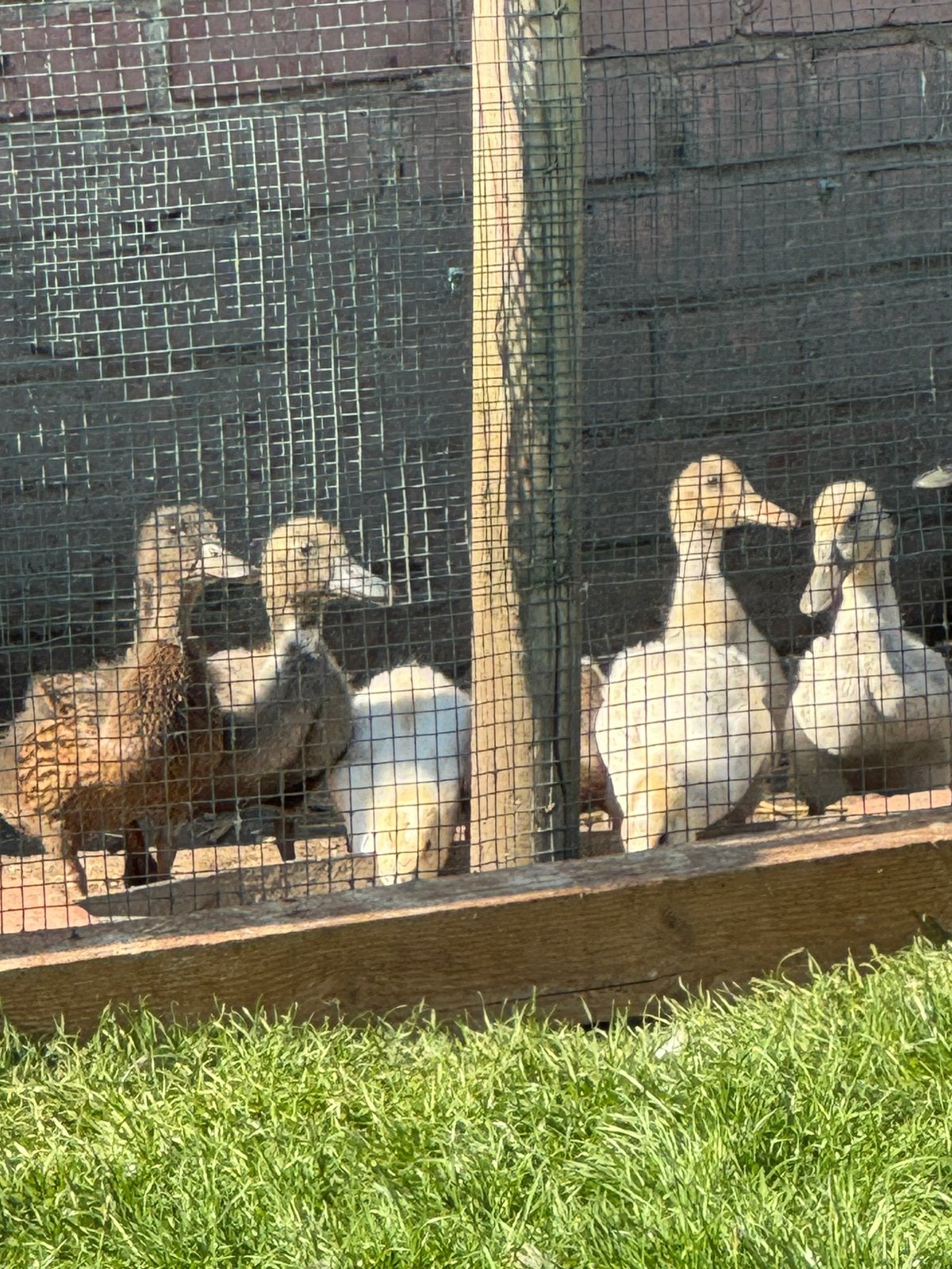 Canetons, Sexe inconnu, Canard