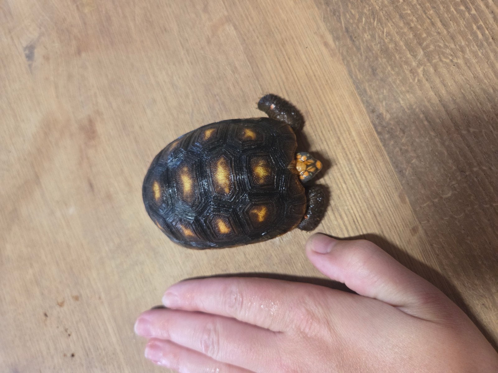 Kolenbrander landschildpad, Dieren en Toebehoren, Reptielen en Amfibieën, Schildpad, 0 tot 2 jaar