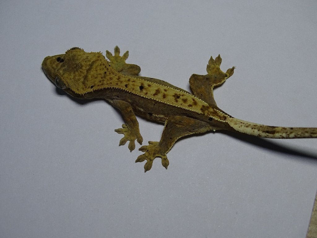 50% Het Axanthic wimpergekko, Dieren en Toebehoren, Reptielen en Amfibieën