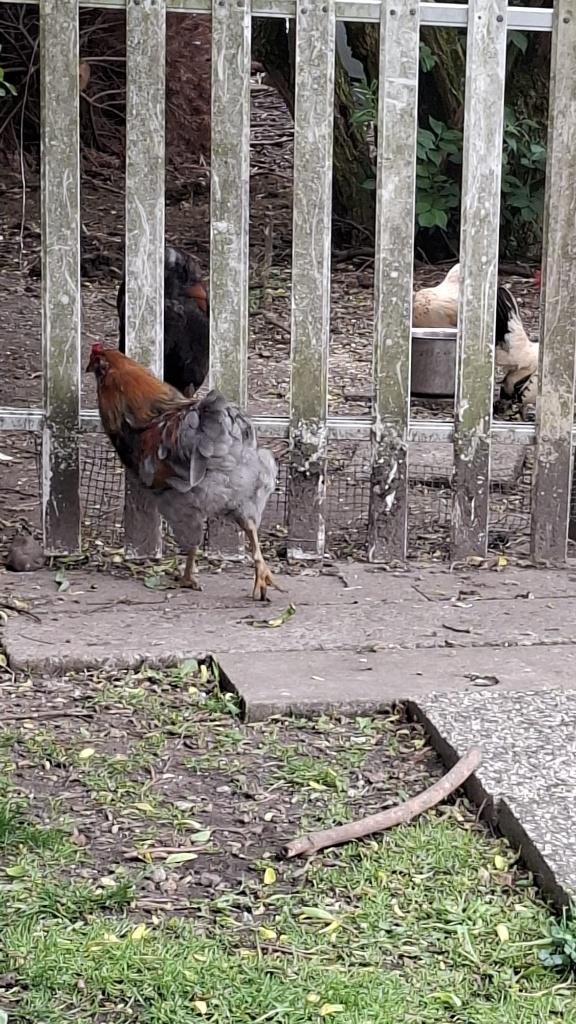 Hanen: Araucana en kruising, Mâle, Poule ou poulet