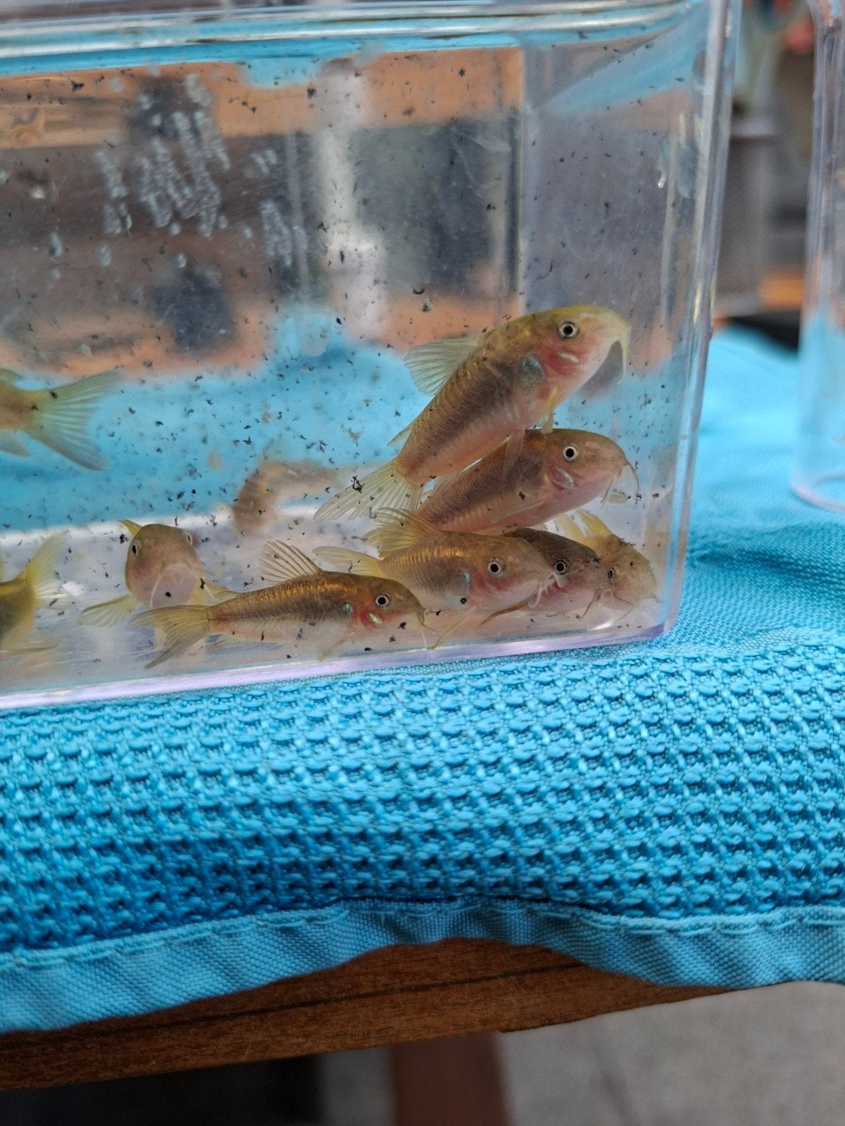 corydoras goldline 3.5cm locatie maastricht