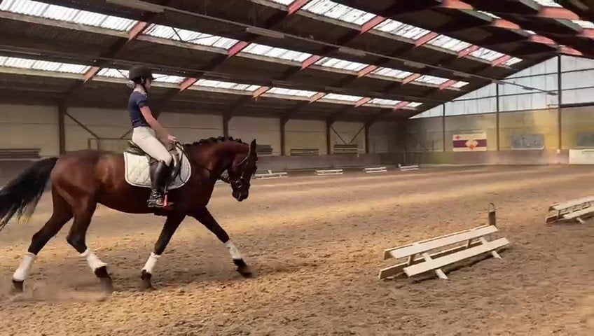 Moet weg voor 1oktober, Dieren en Toebehoren, Minder dan 160 cm, Met stamboom, Ruin, L