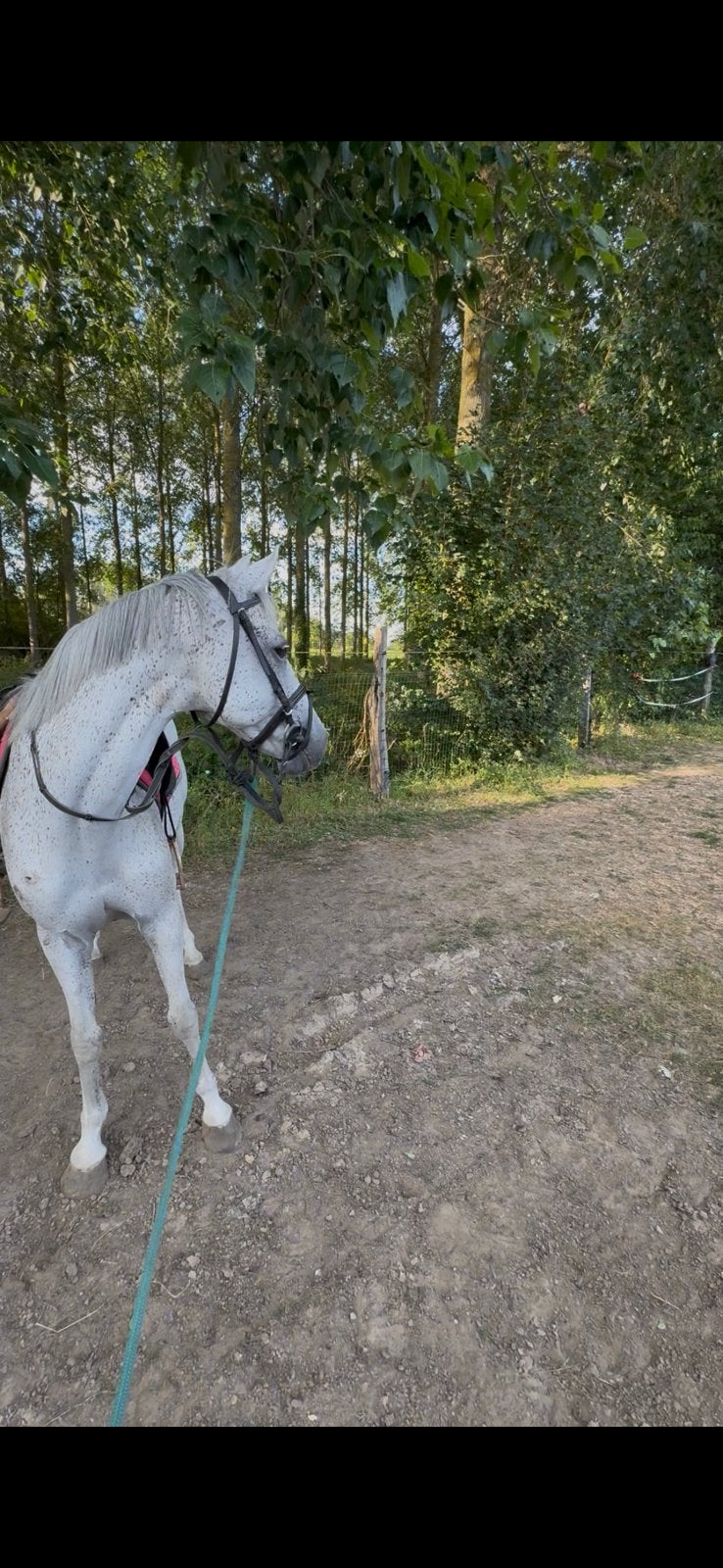 Leuke d pony voor gevorderden, Avec puce électronique, Hongre, M, Poney D (1.37 m à 1.48m)