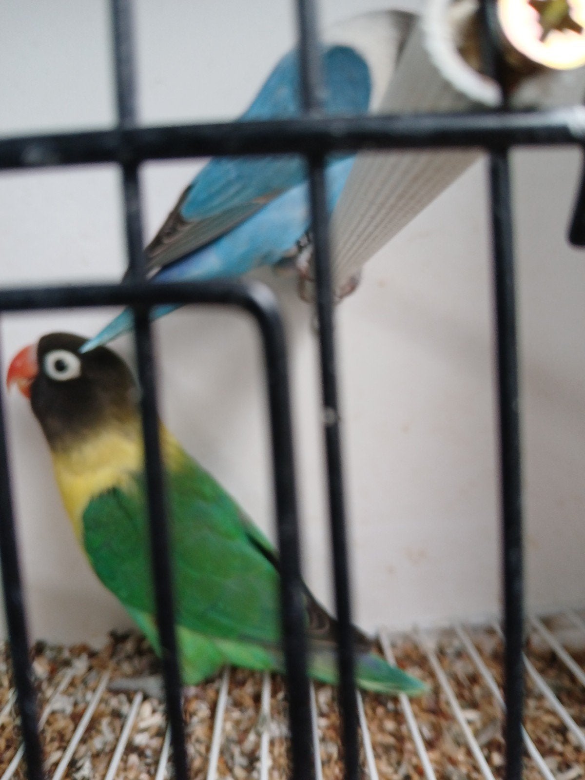 Personata, Plusieurs animaux, Perroquet nain ou Inséparable, Bagué