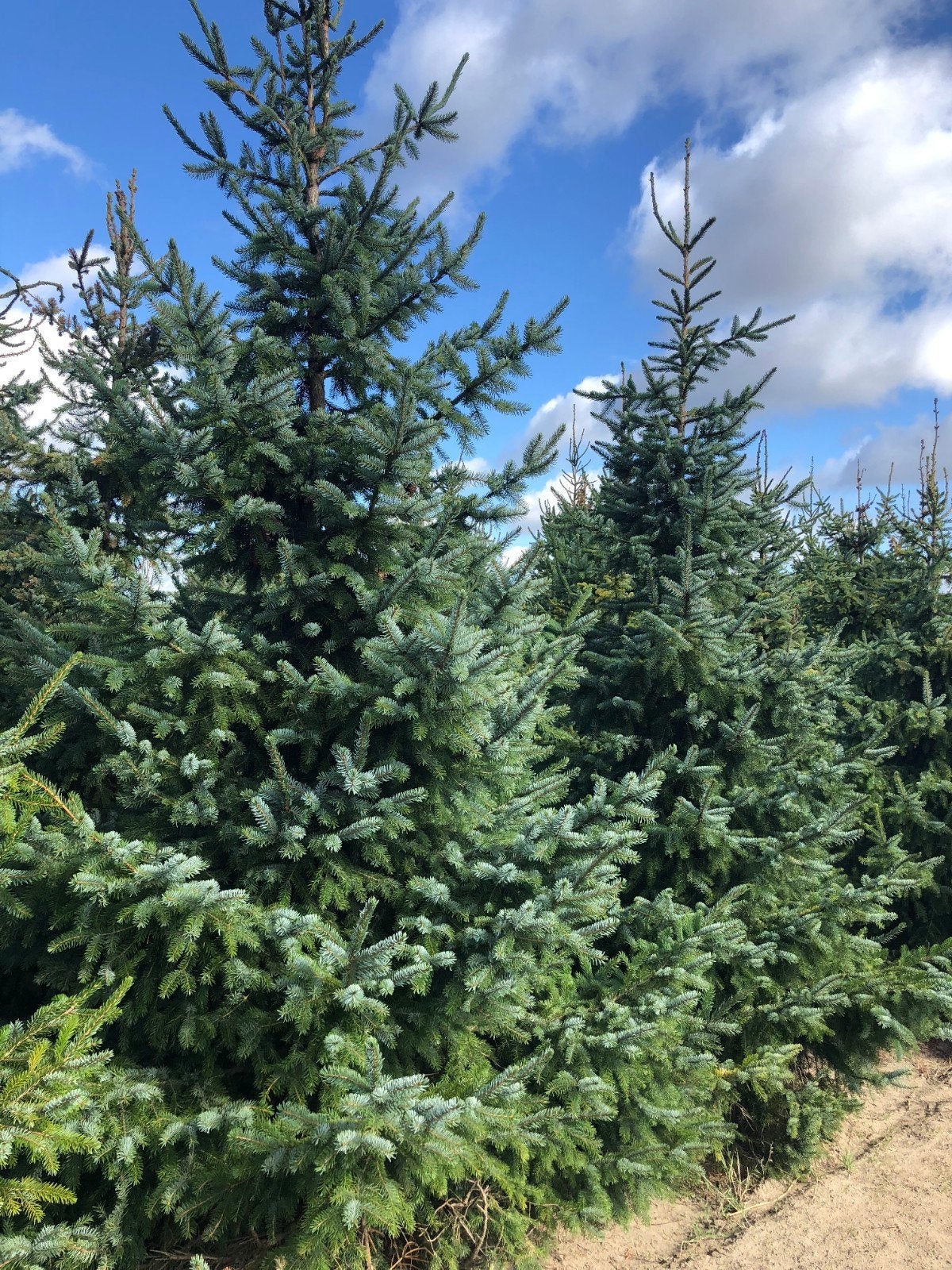 super lot kerstbomen te koop aan een klein prijsje, Tuin en Terras, Planten | Bomen, Ophalen of Verzenden