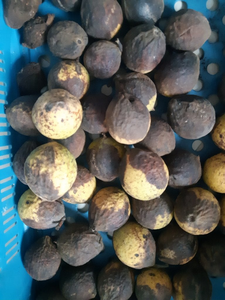Zwarte walnoten voor noot en kruiden tinctuur, Ophalen