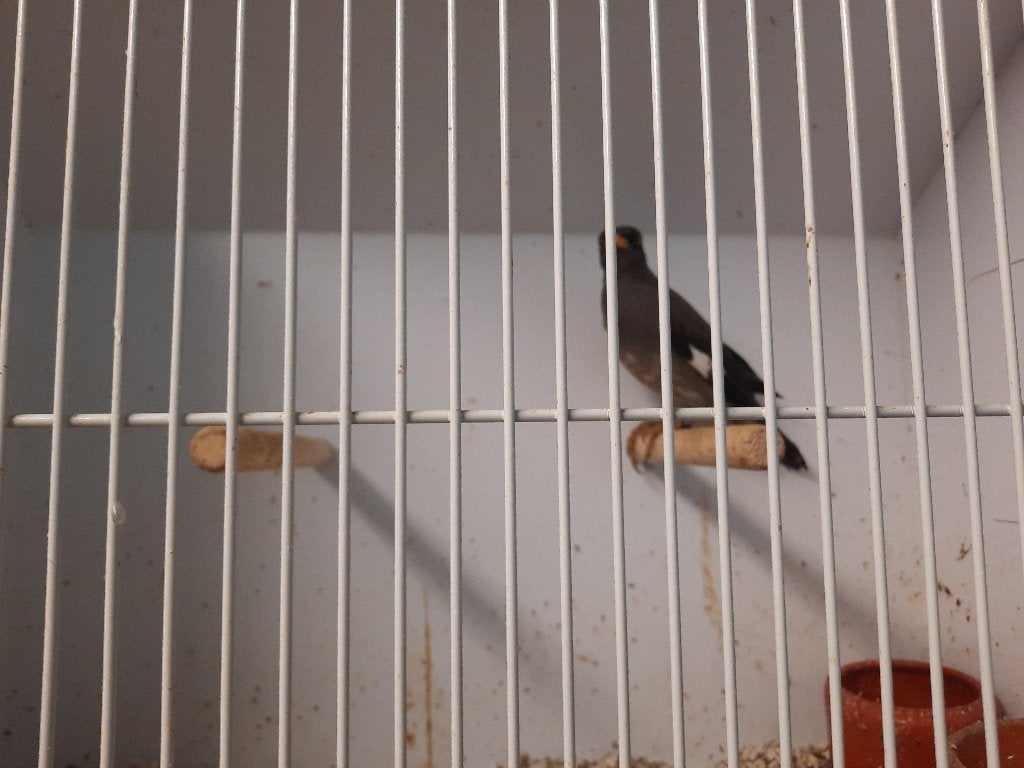 1-0 Javaanse maina, Animaux & Accessoires, Oiseaux | Oiseaux Autre, Mâle, Oiseau tropical, Bagué