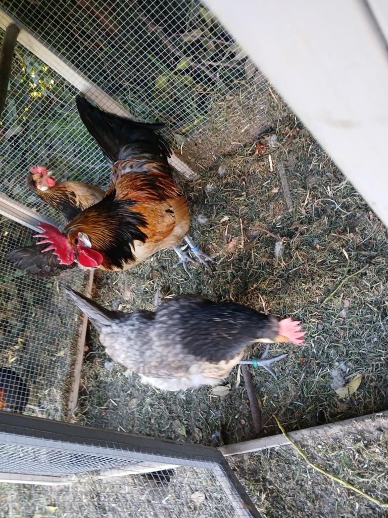 Broedeieren Brabants hoen, Dieren en Toebehoren, Pluimvee