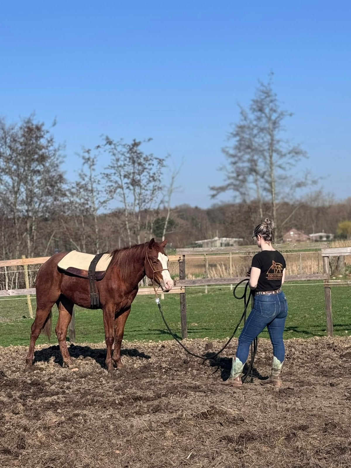 Quarter hengst, Dieren en Toebehoren, Hengst, Zadelmak
