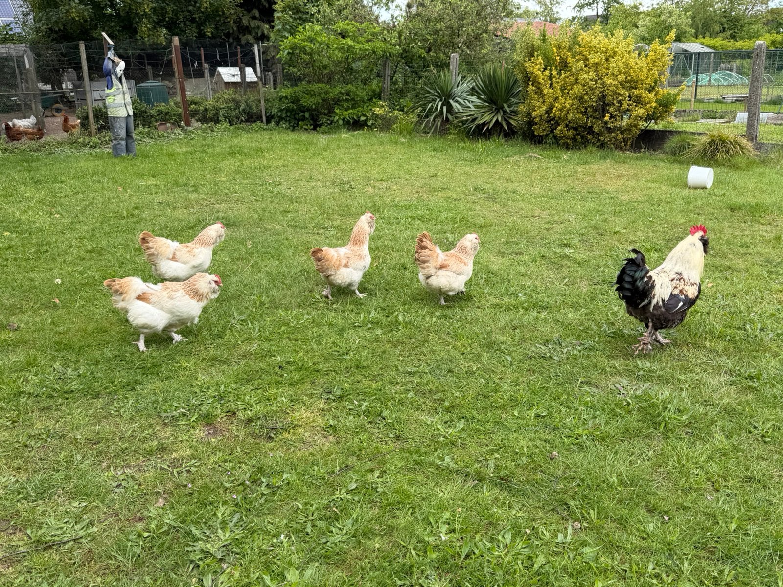 Foktoom Duitse faverolles Zalmkleurige 4hennen+ haan, Dieren en Toebehoren