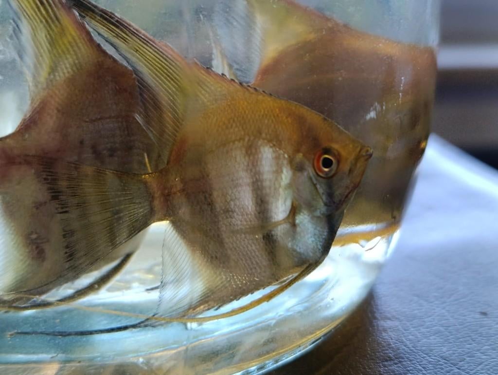 Scalaires Rio Negro juveniles 5cm, Poisson, Poisson d'eau douce