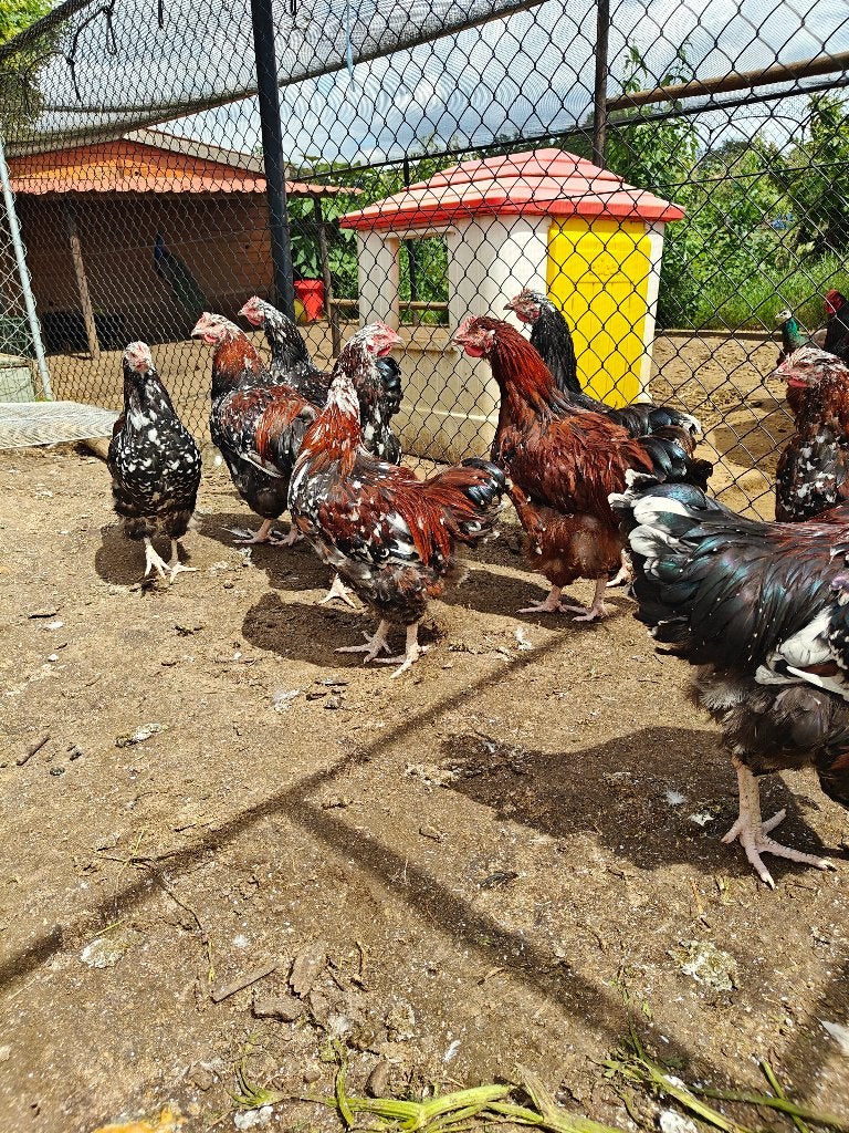 Haan Orpington porselein, Dieren en Toebehoren, Pluimvee, Mannelijk, Kip