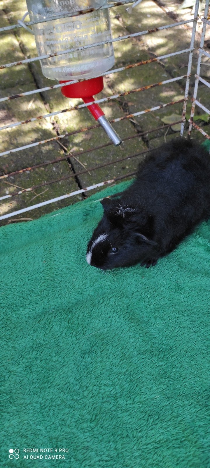 Jong beertje!, Dieren en Toebehoren, Augustus, Mannelijk, Cavia