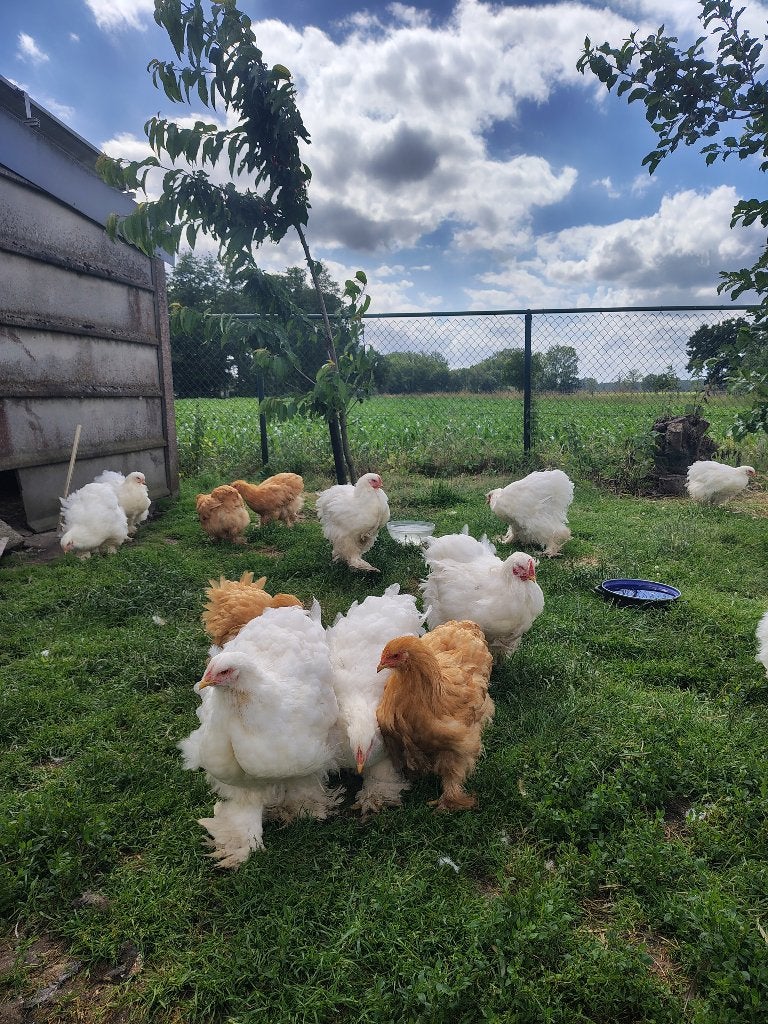 Cochin groothoender wit en buff, Dieren en Toebehoren
