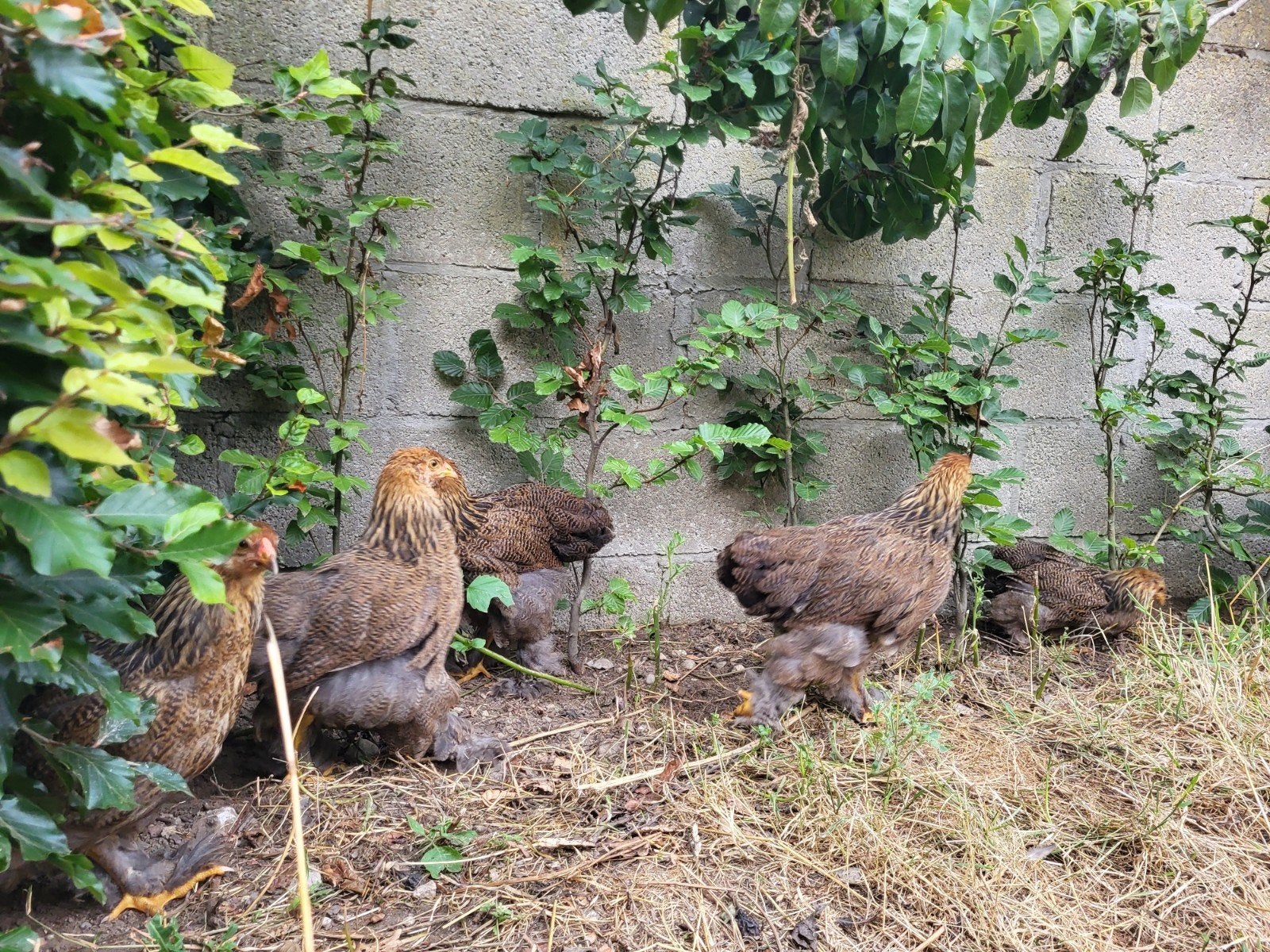 brahma 3 hennen en haan goudpartrijs, Dieren en Toebehoren, Meerdere dieren, Kip