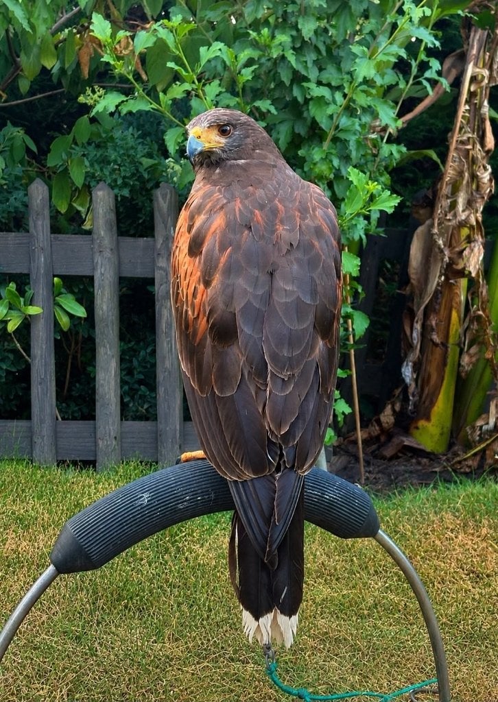 Afgedragen Woestijnbuizerd wijf., Dieren en Toebehoren, Vrouwelijk, Roofvogel, Geringd