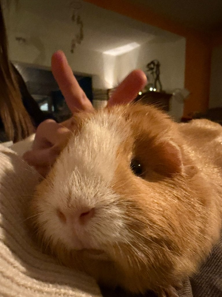 Caviakoppeltje te koop, Dieren en Toebehoren, Juli, Meerdere dieren, Cavia