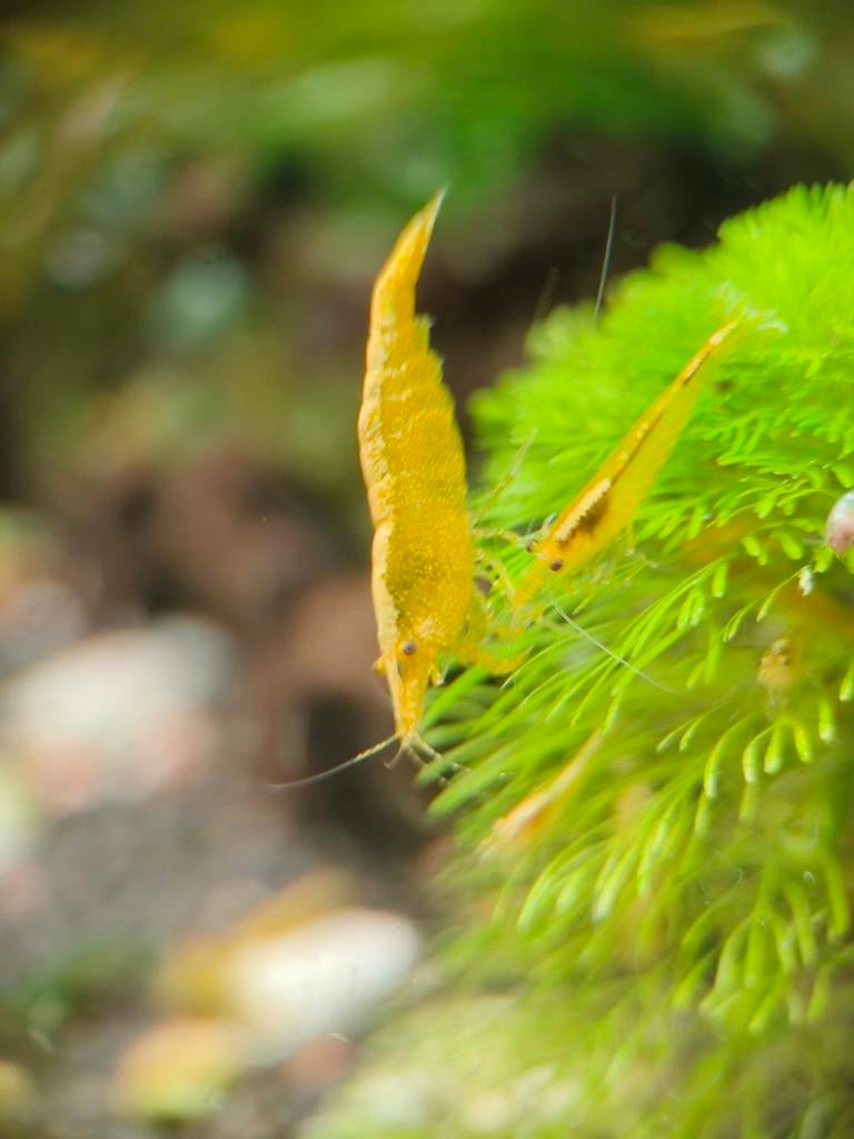 Gele Garnalen (Golden Yellow Stripe), Animaux & Accessoires, Poissons | Aquariums & Accessoires, Enlèvement