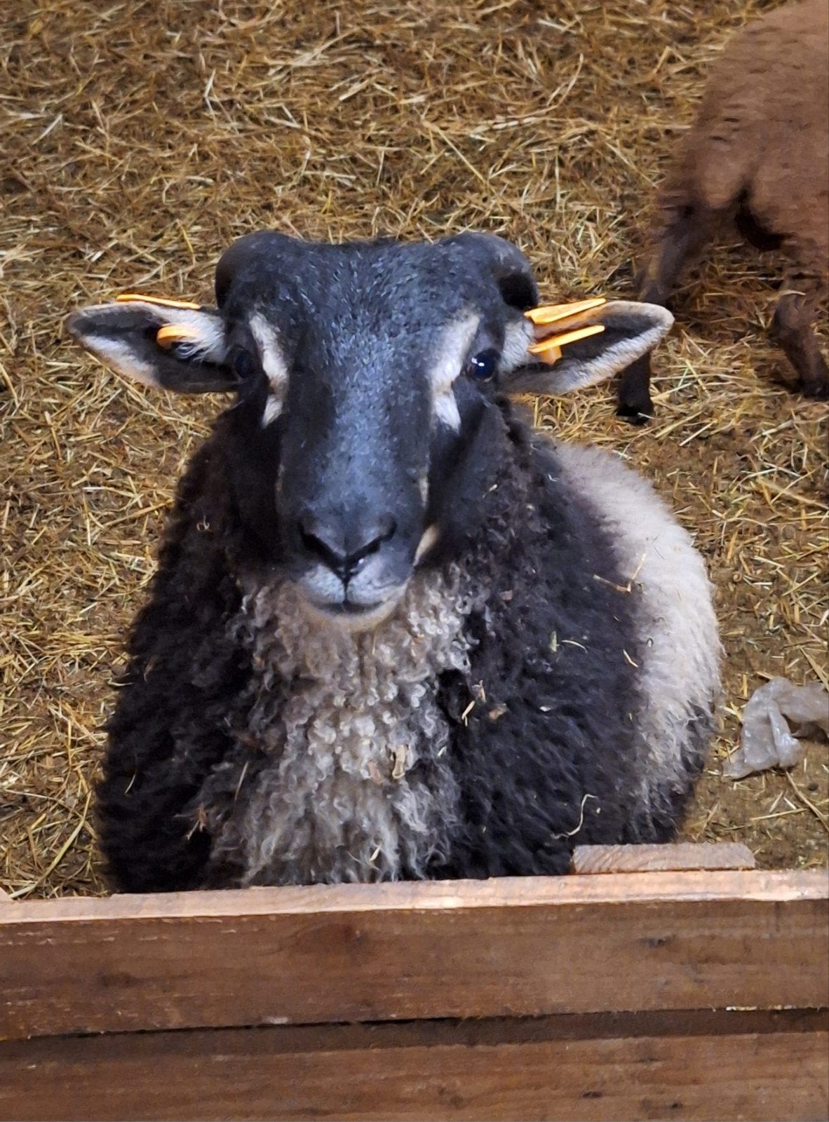 Gezocht jaarling rammen, Dieren en Toebehoren