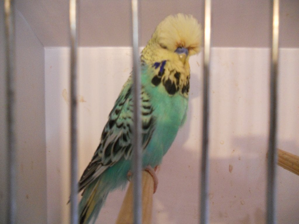 Engelse Grasparkieten Kweekvogels  2024 - 2025, Plusieurs animaux, Perruche
