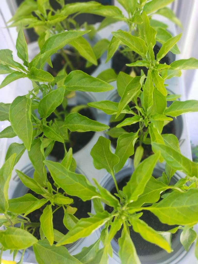 ️ PLANTS DE TOMATES COURGETTES CONCOMBRES PIMENTS PHYSALİS, Enlèvement