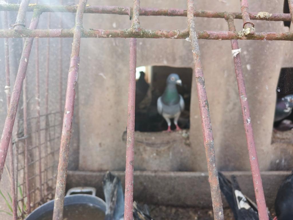 Duiven, Dieren en Toebehoren, Vogels | Duiven