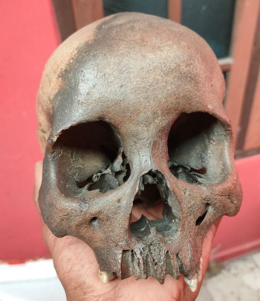 Homo sapiens, Enlèvement ou Envoi, Fossile