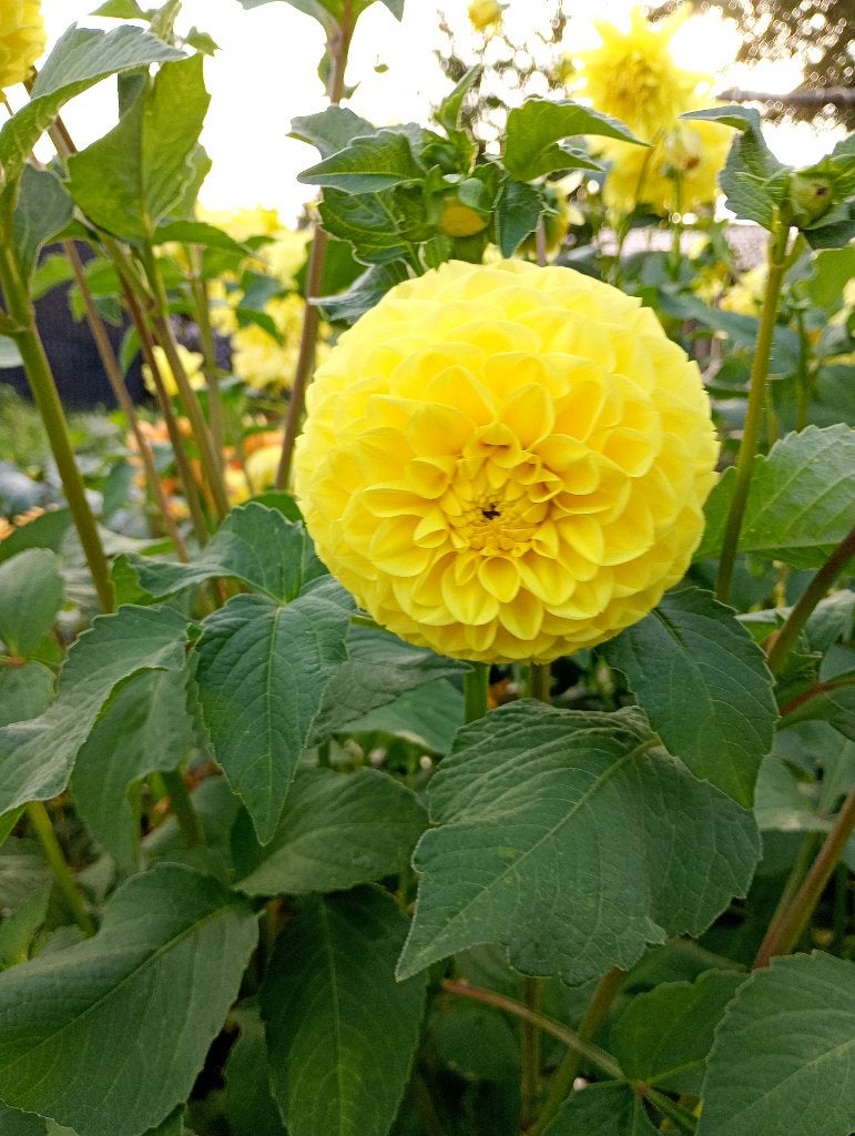 dalia's knollen, Enlèvement, Printemps, Plein soleil, Oignon
