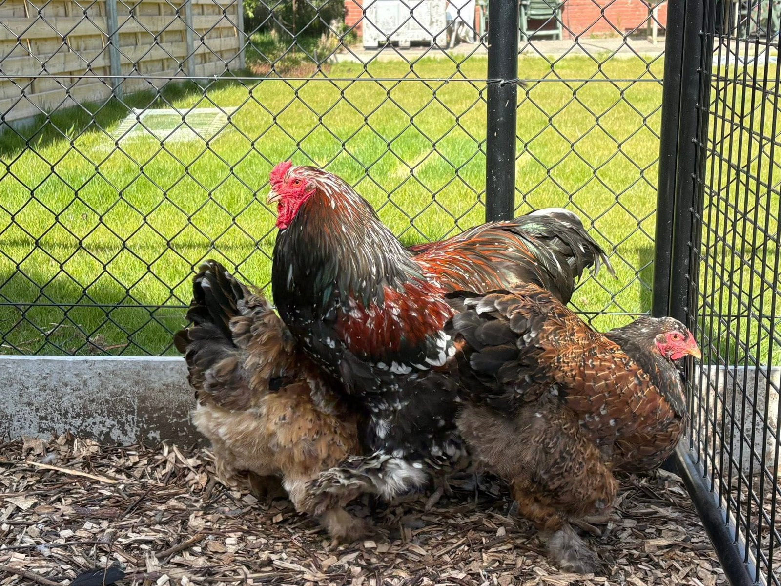 Brahma rood porselein