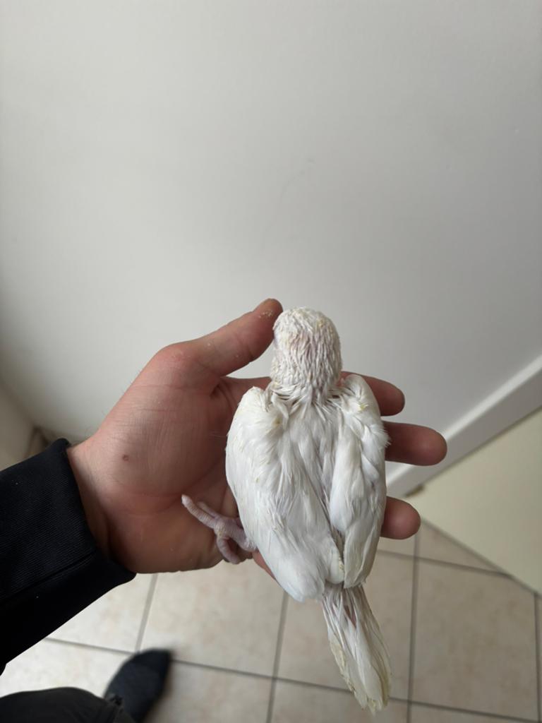 Handtamme albino  halsband., Dieren en Toebehoren
