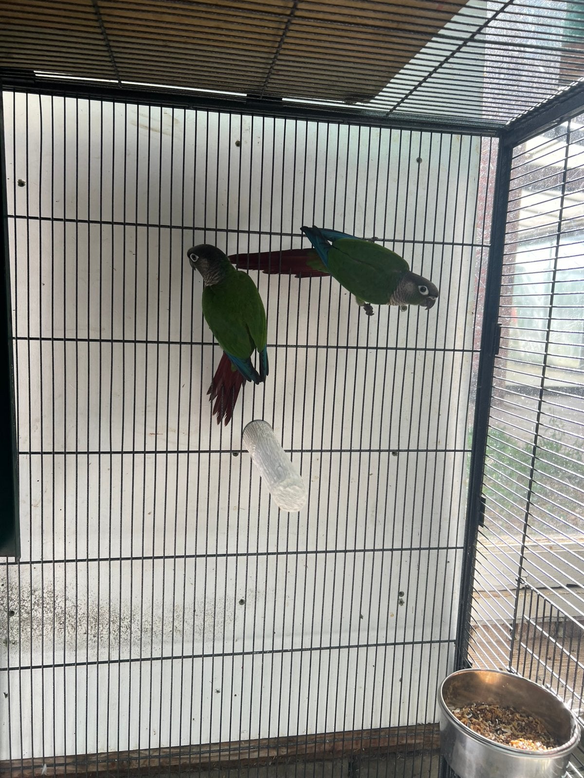 Conure Molinae, Animaux & Accessoires