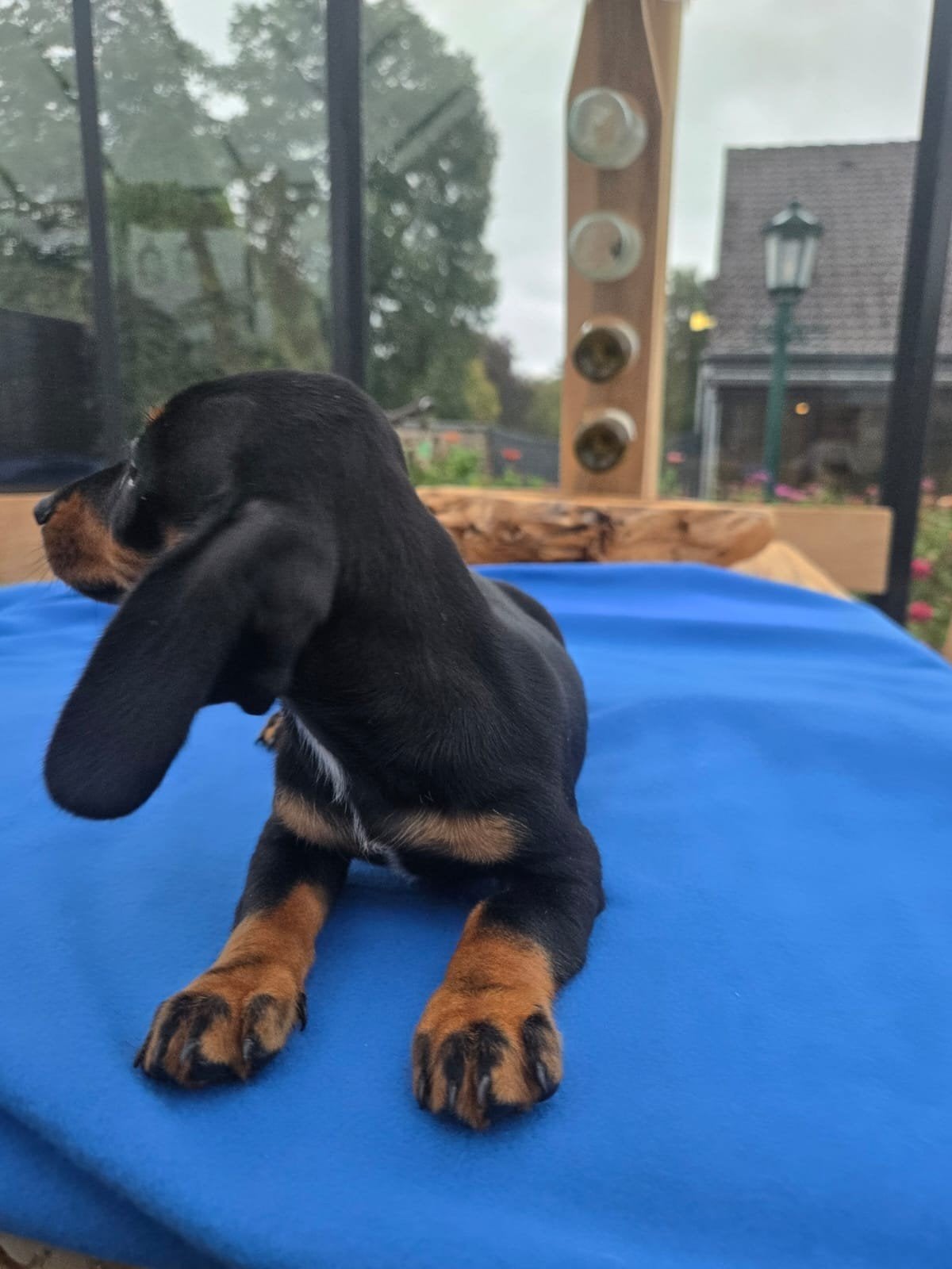 Teckel pup, Maladie de Carré (chiens), Poils courts, Particulier, Chienne
