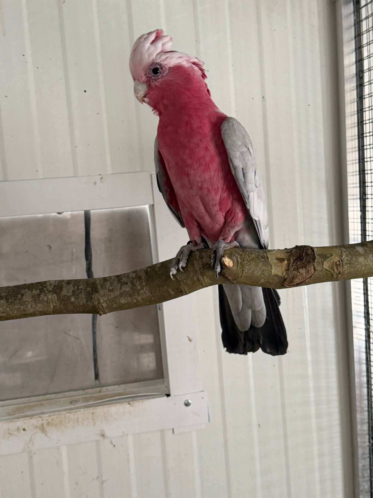 Rose kakatoe man voor kweek, Dieren en Toebehoren, Mannelijk, Papegaai, Geringd