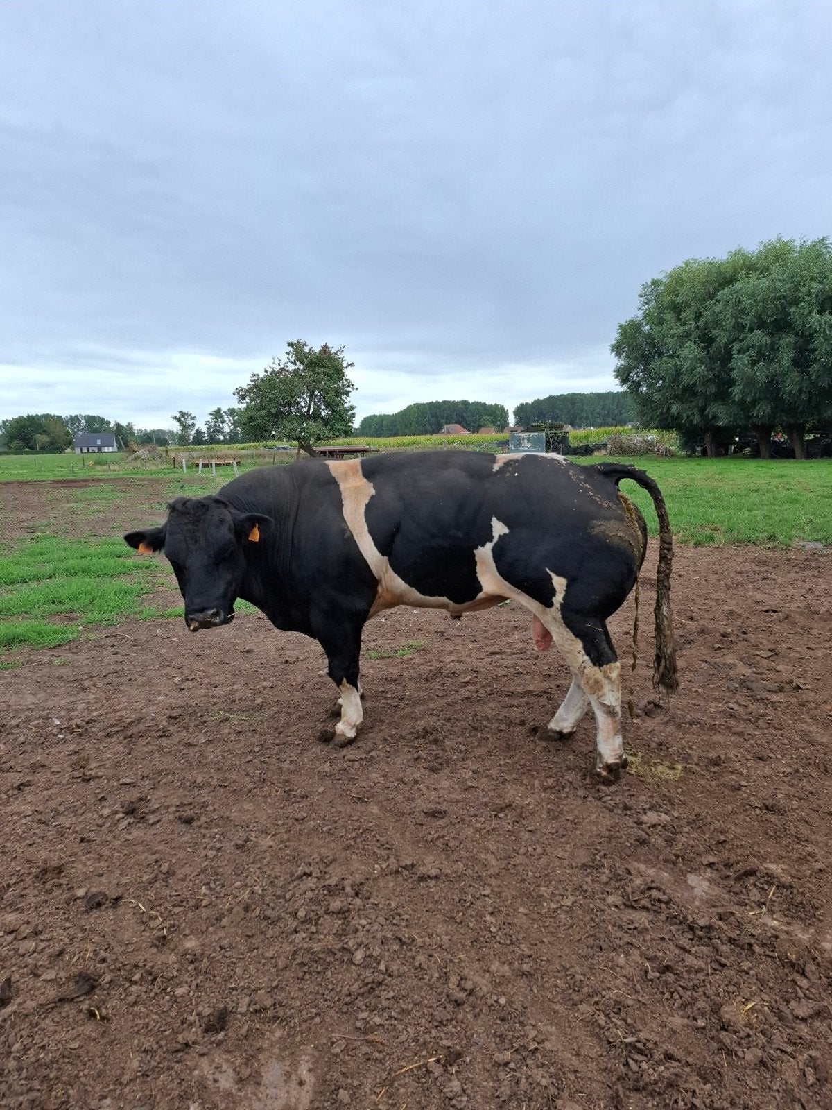 dekstier, Mâle, 3 à 6 ans