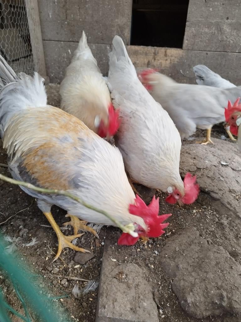 Leghorn Isabel broedeieren., Dieren en Toebehoren