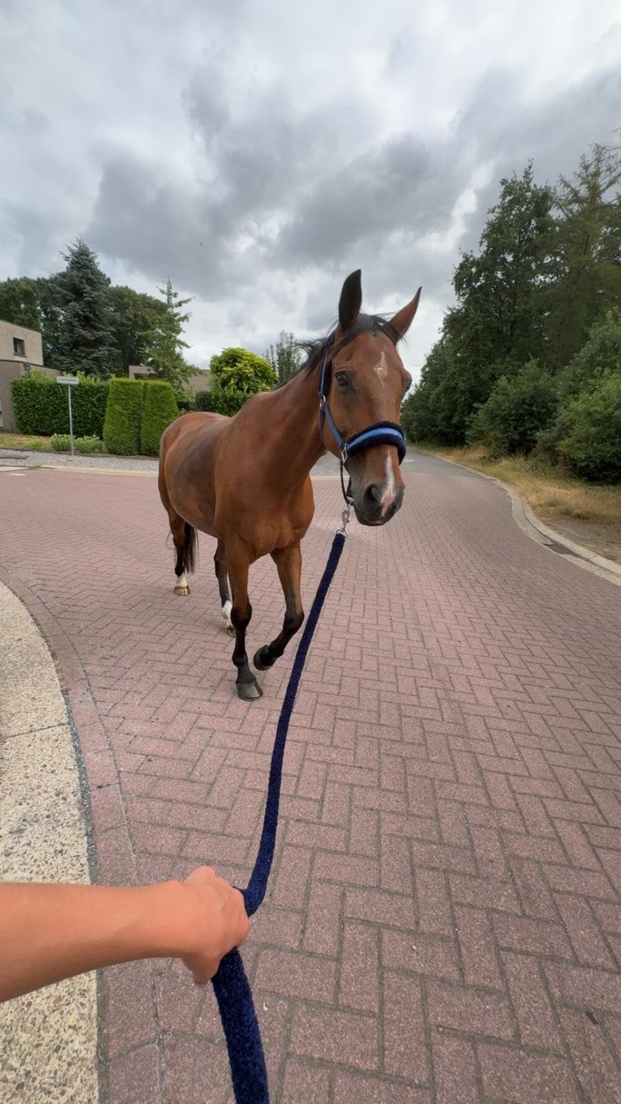 recreatie paard, Animaux & Accessoires, Chevaux, Hongre